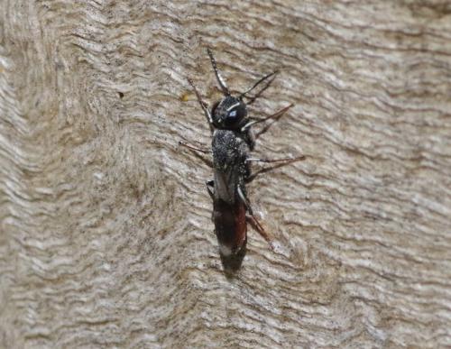 Orussus abietinus